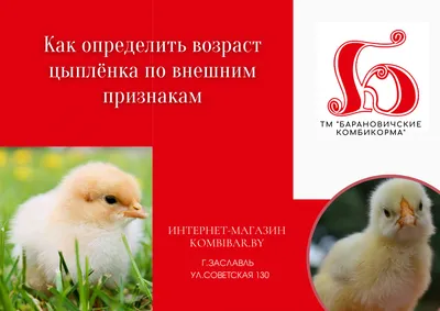 Корм влажный для кошек Schesir 100г филе цыпленка купить по цене 197 ₽ с  доставкой в Москве и России, отзывы, фото