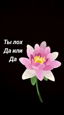 https://ru.pinterest.com/pin/--1103311608691721934/