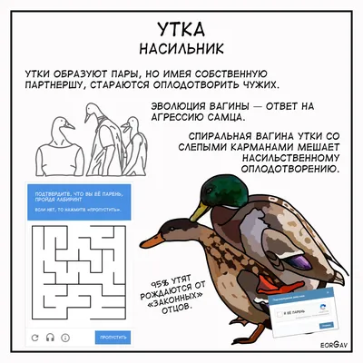 утка — Викисловарь