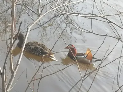 В Гонконг приплыли гигантские резиновые утки. Фото дня