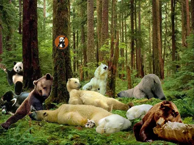Репродукция картины «Утро в сосновом лесу» 90 х 50 см. (арт. РК-Б-011) —  akvareli-shop.by