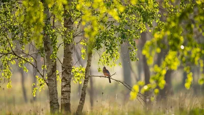 Птицы прилетают весной картинки - 68 фото