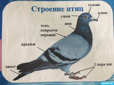 Презентация на тему: \"Класс Птицы. Особенности внутреннего строения,  связанные с полётом, урок биологии, 7 класс Муниципальное  общеобразовательное учреждение Средняя общеобразовательная.\". Скачать  бесплатно и без регистрации.