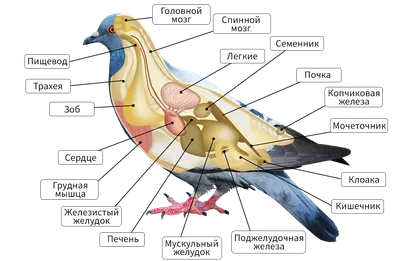 Класс птицы, подготовка к ЕГЭ по биологии