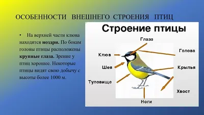 Внешнее строение птицы Воробей - карточки Монтессори купить и скачать