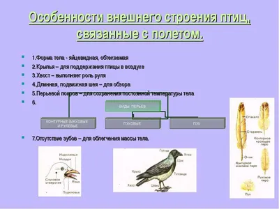 Класс ПТИЦЫ | ВКонтакте