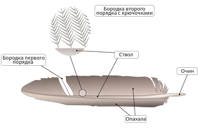 Ответы | Лаб. 5. Приспособления к полёту во внешнем строении птиц —  Биология, 8 класс | Супер Решеба