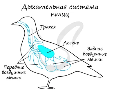 41-42. Класс Птицы. Среда обитания и внешнее строение птиц. Скелет и  мускулатура птиц