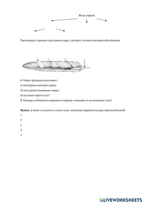 Внешнее строение птиц | Удоба - бесплатный конструктор образовательных  ресурсов