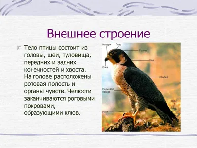 Урок биологии по теме \"Общие признаки птиц. Особенности внешнего строения\".  8-й класс коррекционной школы VIII-го вида