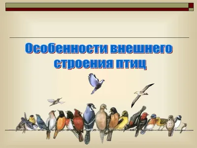 Презентация по биологии на тему \"Особенности внешнего строения птиц.  Опорно-двигательная система\"