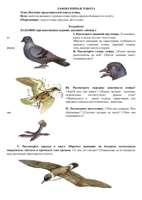 Внешнее строение птиц. Строение перьев - презентация 7 класс