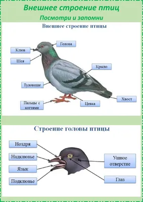 Выявление связи между внешним строением и способом питания птиц в  экологическом образовании детей дошкольного возраста