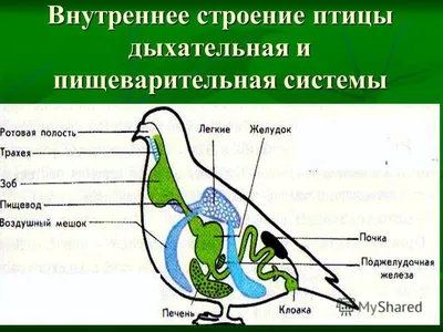 Особенности строения птиц в связи с приспособленностью к полету. Уро