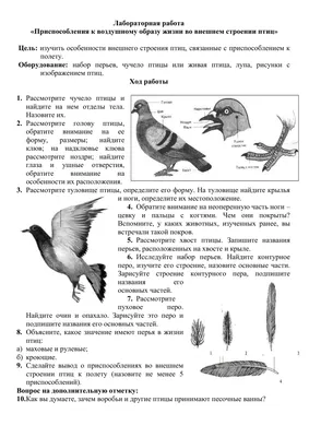 Найди пару птицы и гнёзда - карточки Монтессори купить и скачать