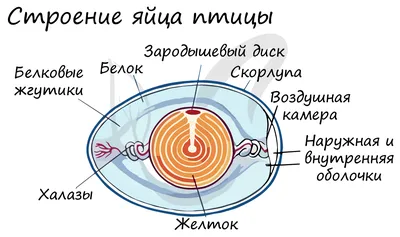 Смотреть слайды Птицы. Раздел 2. Внутреннее строение птицы