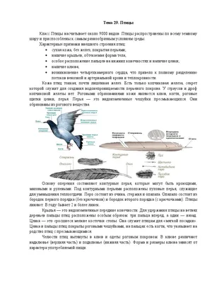 Лэпбук «Зимующие птицы» для старшего дошкольного возраста (16 фото).  Воспитателям детских садов, школьным учителям и педагогам - Маам.ру