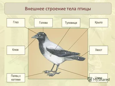 Строение яйца птицы, особенности строения яйца птиц