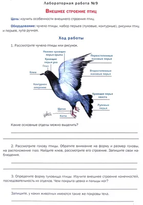 Класс Птицы (Aves)