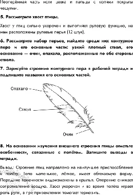 Рабочий лист к уроку биологии 7 класс \"Внешнее и внутреннее строение птиц\"  50 б - Школьные Знания.com