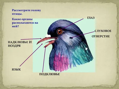 Смотреть слайды Птицы. Раздел 1. Представители различных отрядов птиц