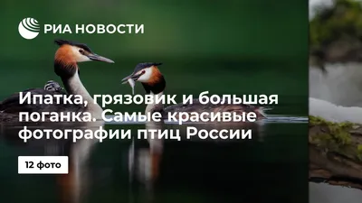 Ученым нужна помощь любителей природы: в выходные пройдет общероссийский  учет водоплавающих птиц | Кавказский государственный природный биосферный  заповедник имени Х.Г.Шапошникова