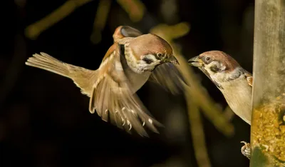 Международный день воробья World Sparrow Day - Праздник