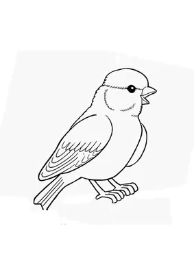Птица Песня Воробья Боке Сидели На - Бесплатное фото на Pixabay - Pixabay