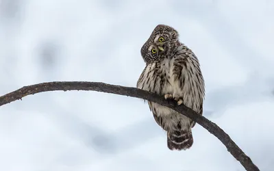 Картинка воробьиный сыч птица зима фотографии