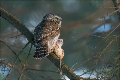 Воробьиный сыч (Apodziņš /... - Удивительная природа Латвии | Facebook