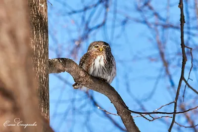 Мохноногий сыч | Wild Nature Photo