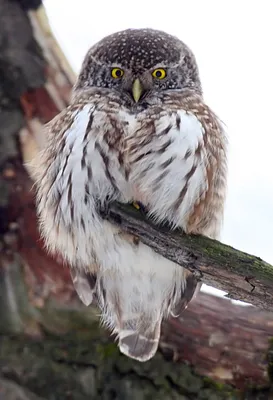 Воробьиный сыч Glaucidium passerinum Eurasian Pygmy Owl