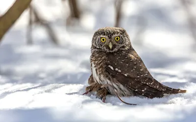 Конец истории. (Сыч воробьиный). Photographer Victor Dubinkin