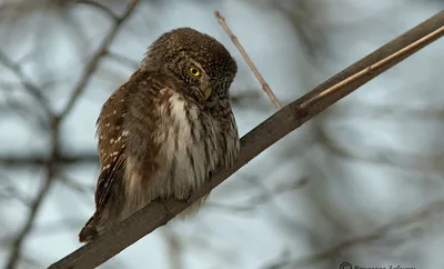 Птицы России и сопредельных стран: воробьиный сыч Glaucidium passerinum  Linnaeus, 1758 – тема научной статьи по биологическим наукам читайте  бесплатно текст научно-исследовательской работы в электронной библиотеке  КиберЛенинка