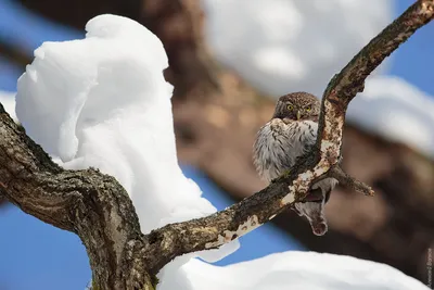 Воробьиный сыч и птичий скандал. | BirdWatch.by