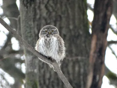 Фотокаталог птиц: Воробьиный сыч (Glaucidium passerinum)