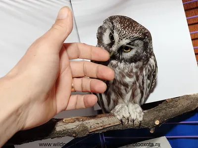 Воробьиный сыч и птичий скандал. | BirdWatch.by