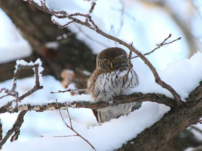 owl / смешные картинки и другие приколы: комиксы, гиф анимация, видео,  лучший интеллектуальный юмор.