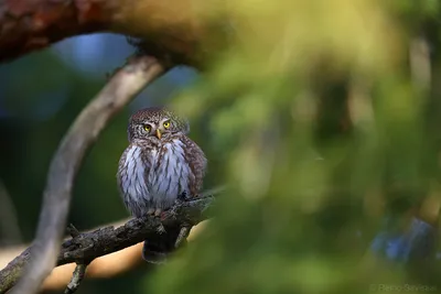 Воробьиный сыч / Glaucidium passerinum (Linnaeus, 1758) / Том 6 / Птицы  России