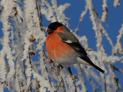 Сыч воробьиный | BirdWatch.by