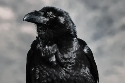 Чёрная ворона — Википедия