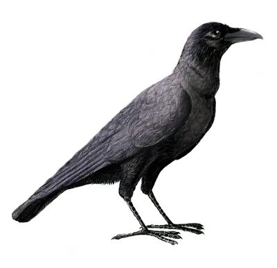 Серая ворона (Corvus cornix)