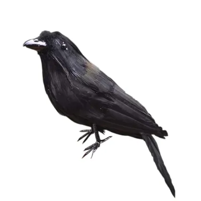 Чем ворон отличается от вороны: несколько интересных различий врановых птиц  | Пикабу