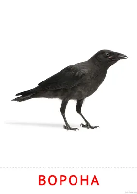 Черная ворона сидит на дереве · Бесплатные стоковые фото