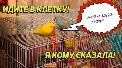 День выпускания птиц души | Следуй за мечтой | Дзен