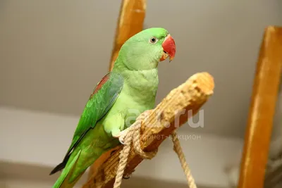 Сетка для клетки птиц Aliexpress Nylon mesh bird cage, skirt cover, Easy  seed cleaning, bird protection, bird cage, accessories, parrot Air net,  bird cage - «Не хотите заводить попугаев потому, что от