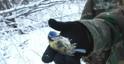 Сороки доедают замерзшую утку | Пикабу