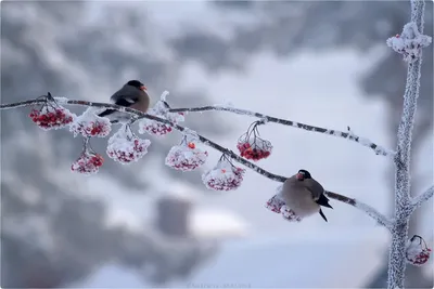 Bullfinch Птица С Латинским Именем Pyrrhula Pyrrhula На Ветке Горного Пепла  В Зиме — стоковые фотографии и другие картинки Иней - Замёрзшая вода -  iStock