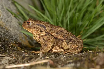 Жаба 🐸 Красивая радужная жаба, …» — создано в Шедевруме