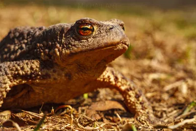 Жаба вида спереди жабы общая или Bufo Bufo изолированное на белизне  Стоковое Фото - изображение насчитывающей медленно, женщина: 149629498